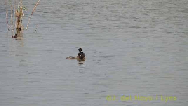 potápka roháč - ML352792121