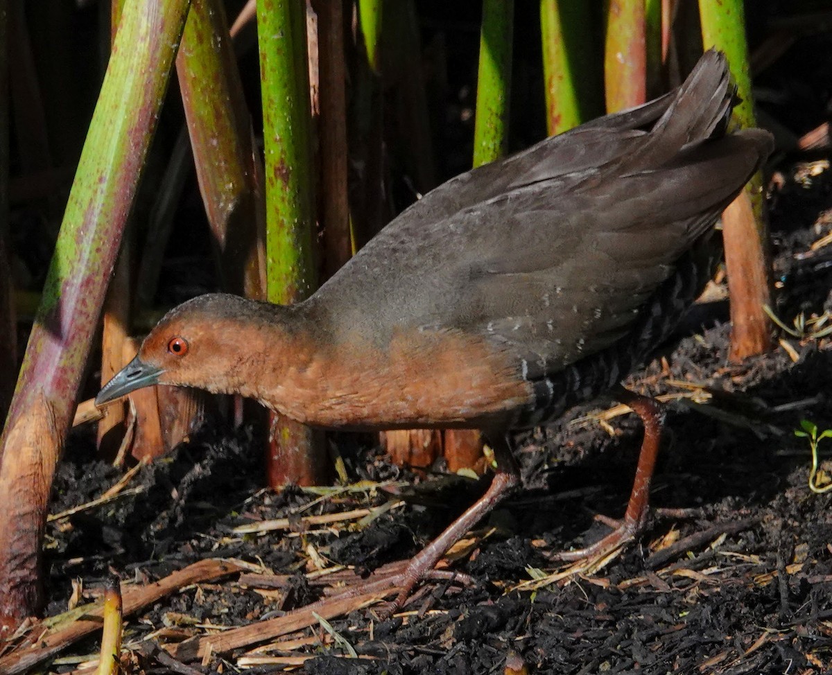 Band-bellied Crake - ML352792851