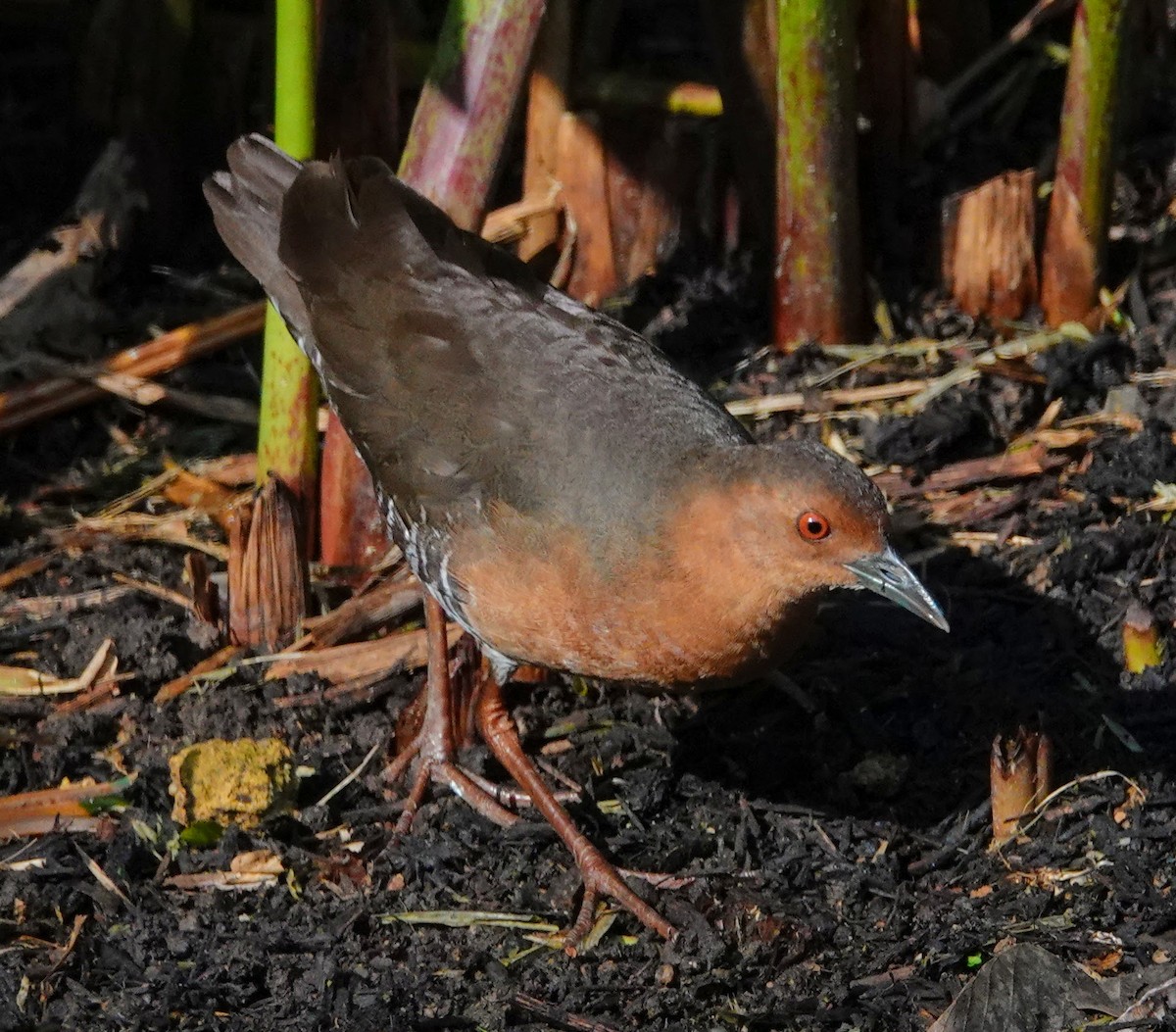 Band-bellied Crake - ML352792871