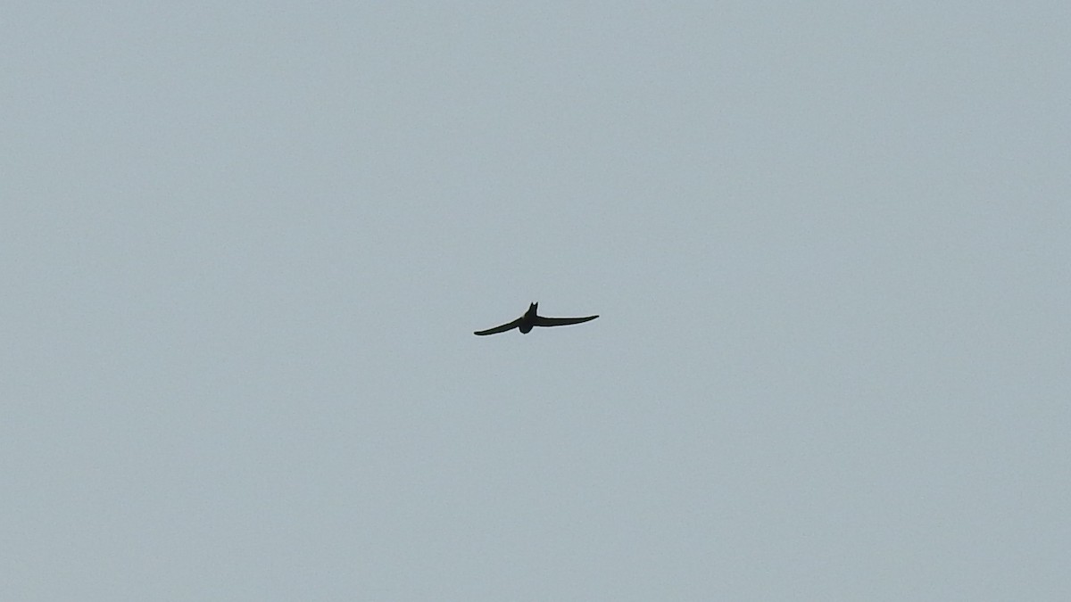 Blyth's Swift - ML35279331
