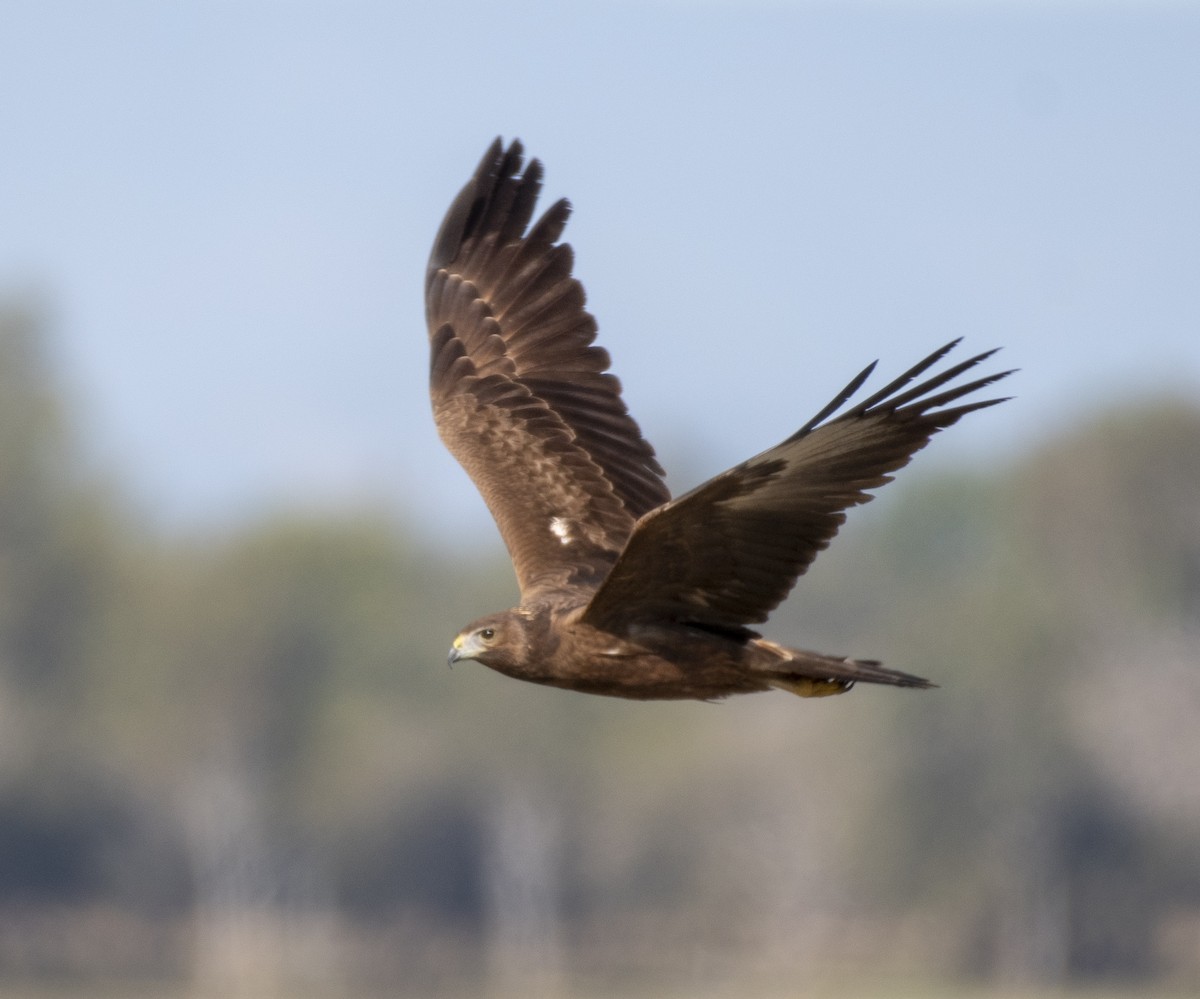 Swamp Harrier - Campbell Paine