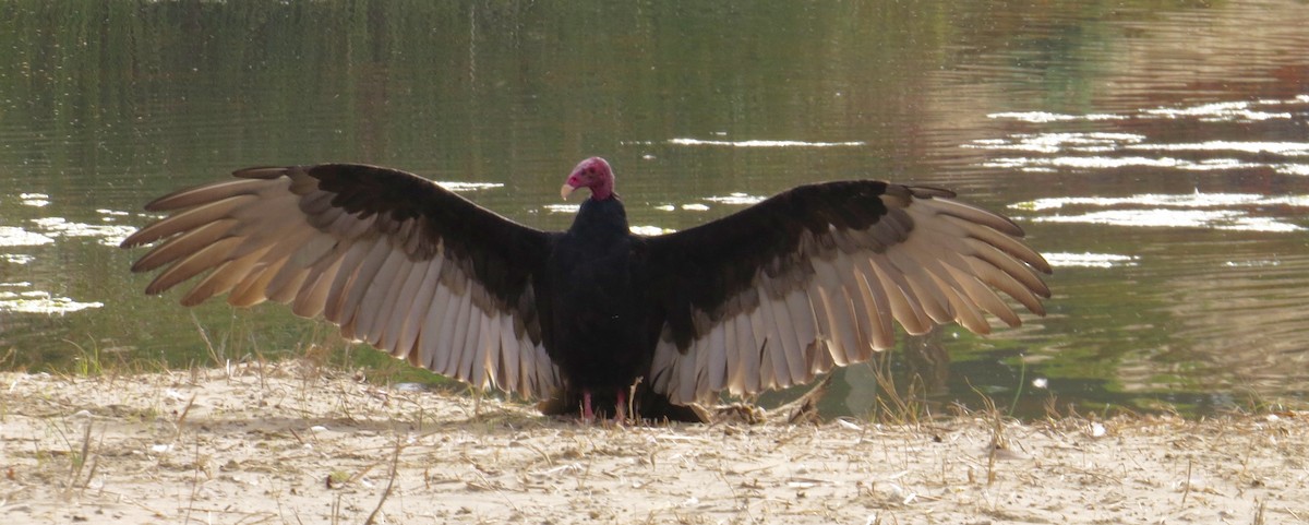 Turkey Vulture - Petra Clayton