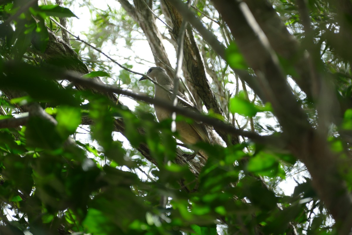 Great Bowerbird - ML352799861