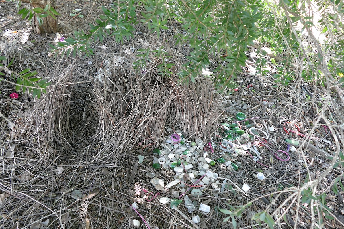Great Bowerbird - ML352799881
