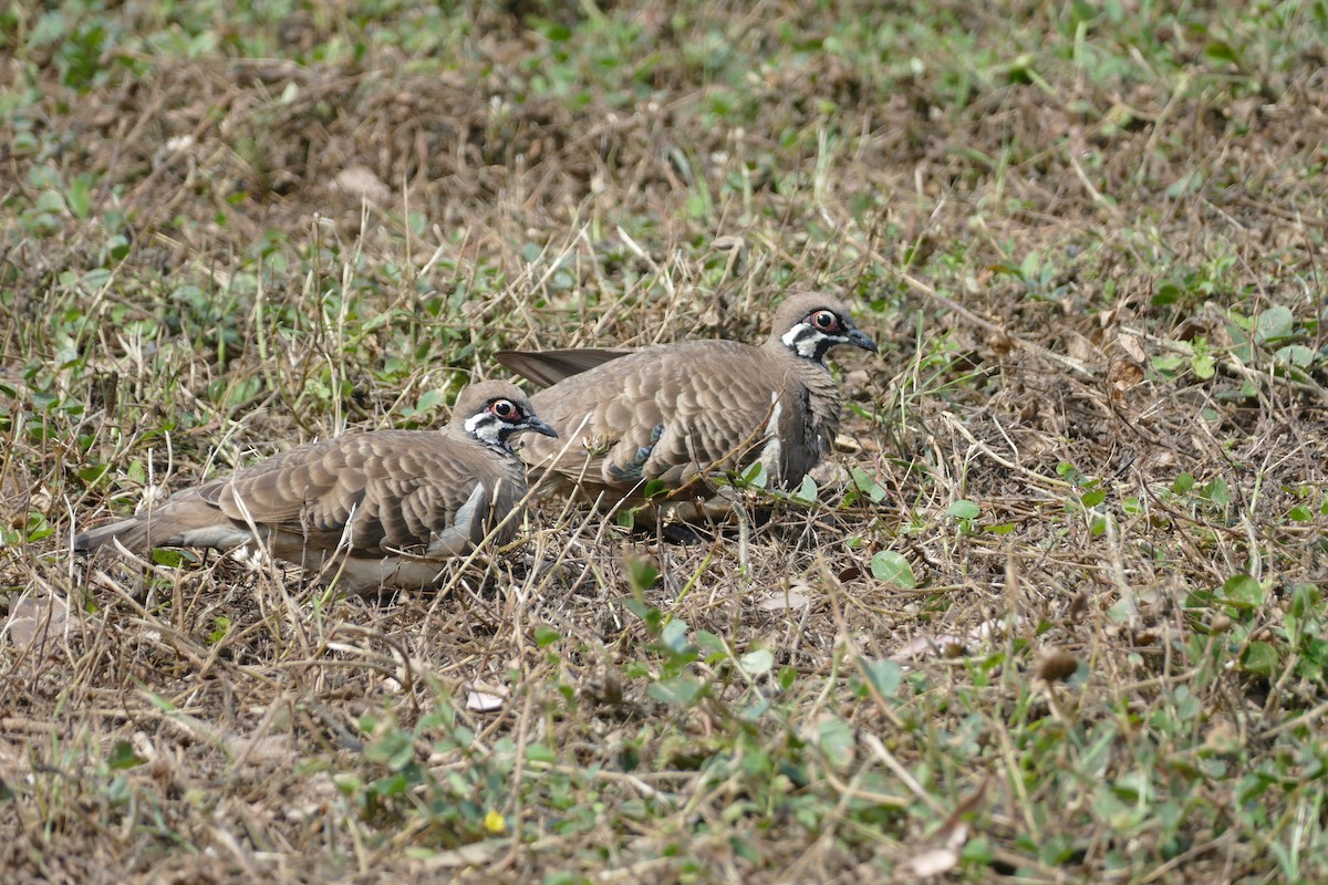 Squatter Pigeon - ML352800131