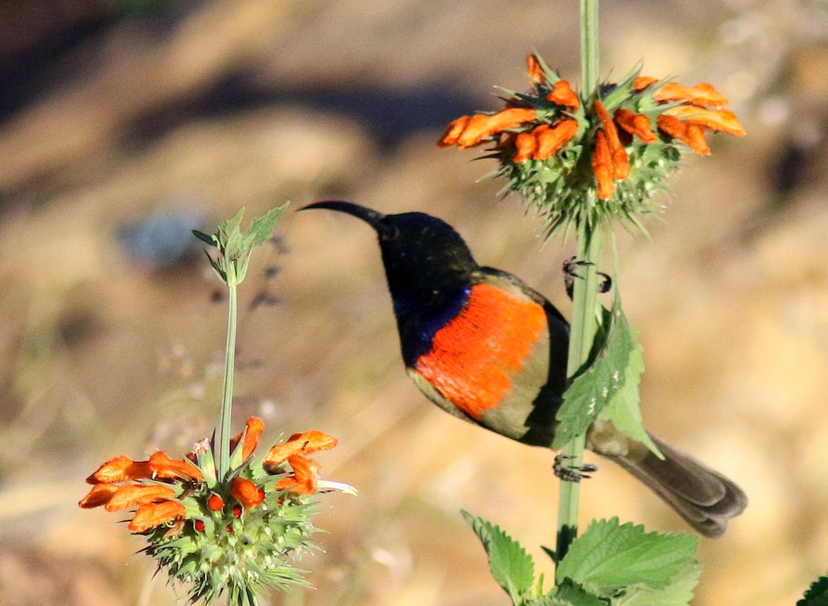 Greater Double-collared Sunbird - ML352800471