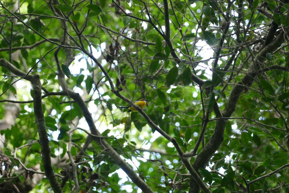 Yellow-breasted Boatbill - ML352800781