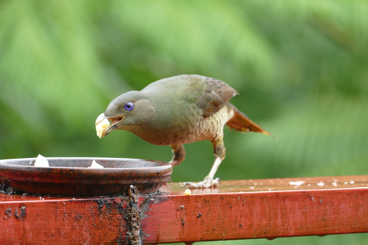 Satin Bowerbird - ML352801641