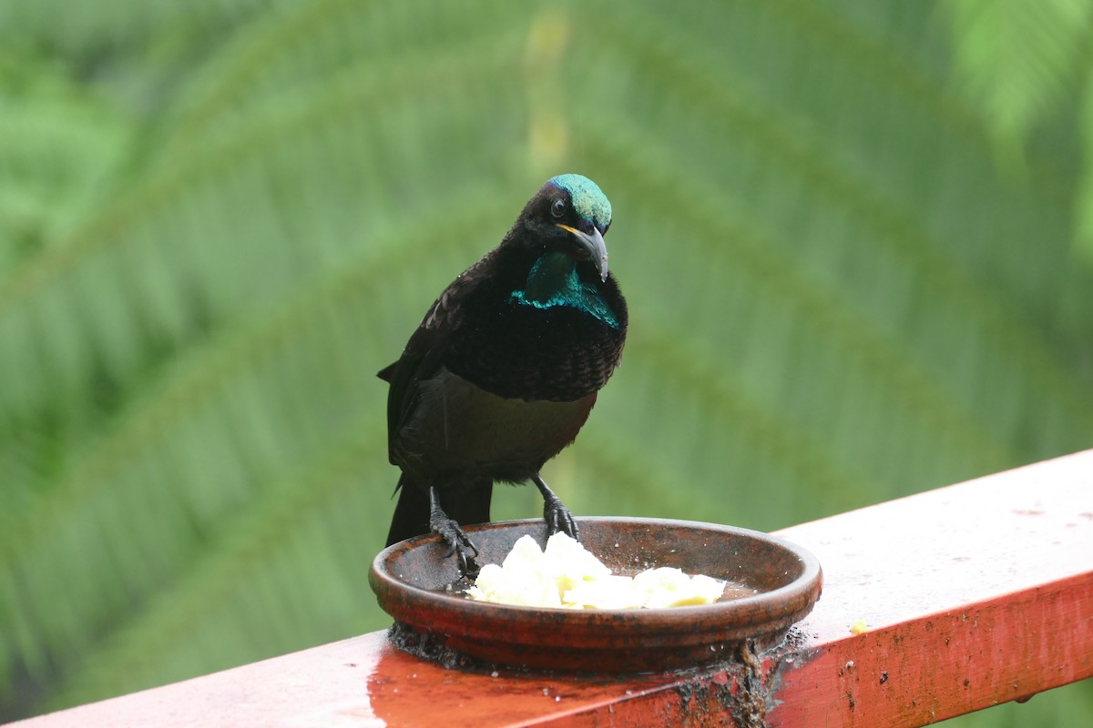 Victoria's Riflebird - ML352801721
