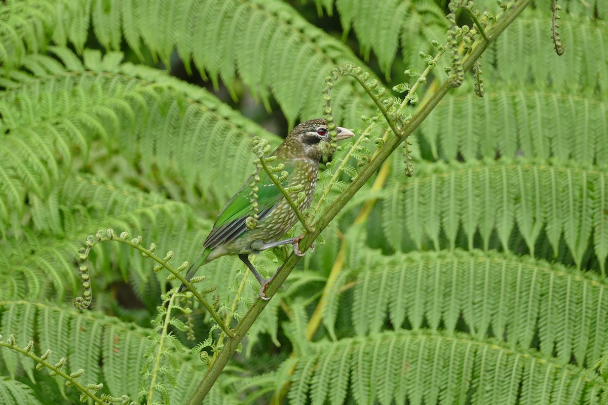 Spotted Catbird - ML352801731