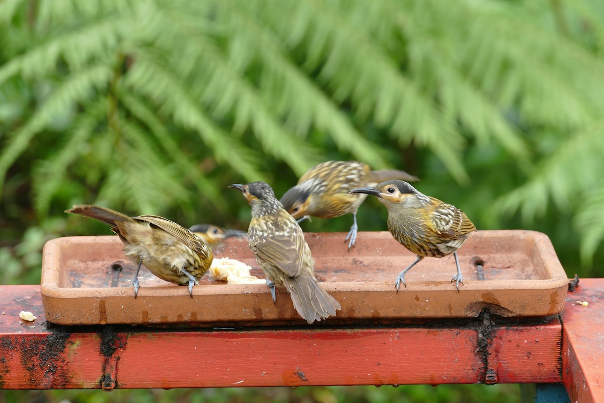 Macleay's Honeyeater - ML352801751