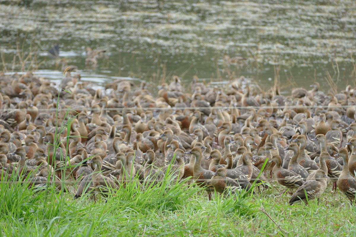 Plumed Whistling-Duck - ML352802001
