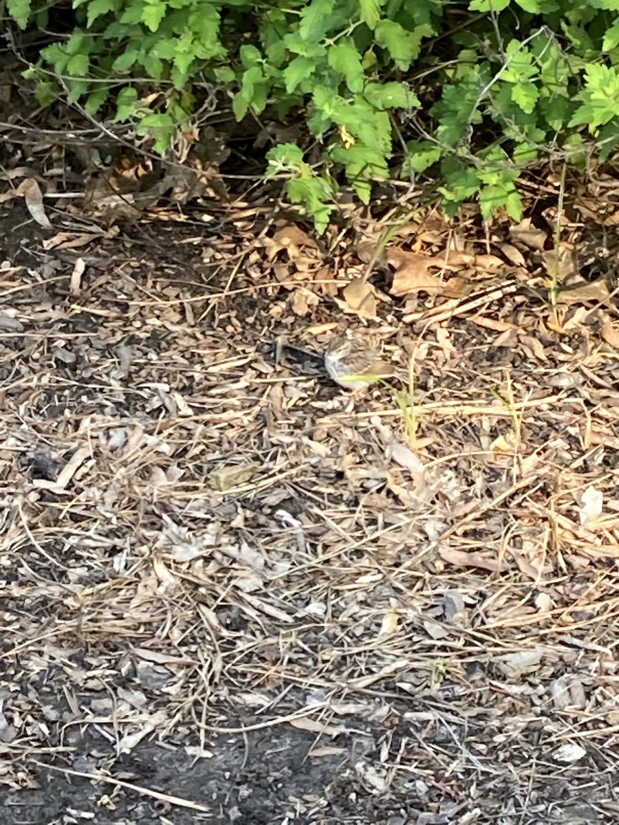 Chipping Sparrow - ML352803411