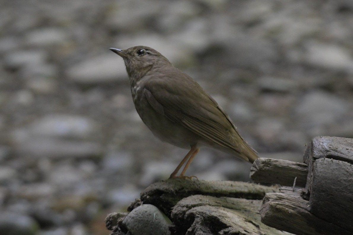 Swainson's Thrush - Nick Flanik