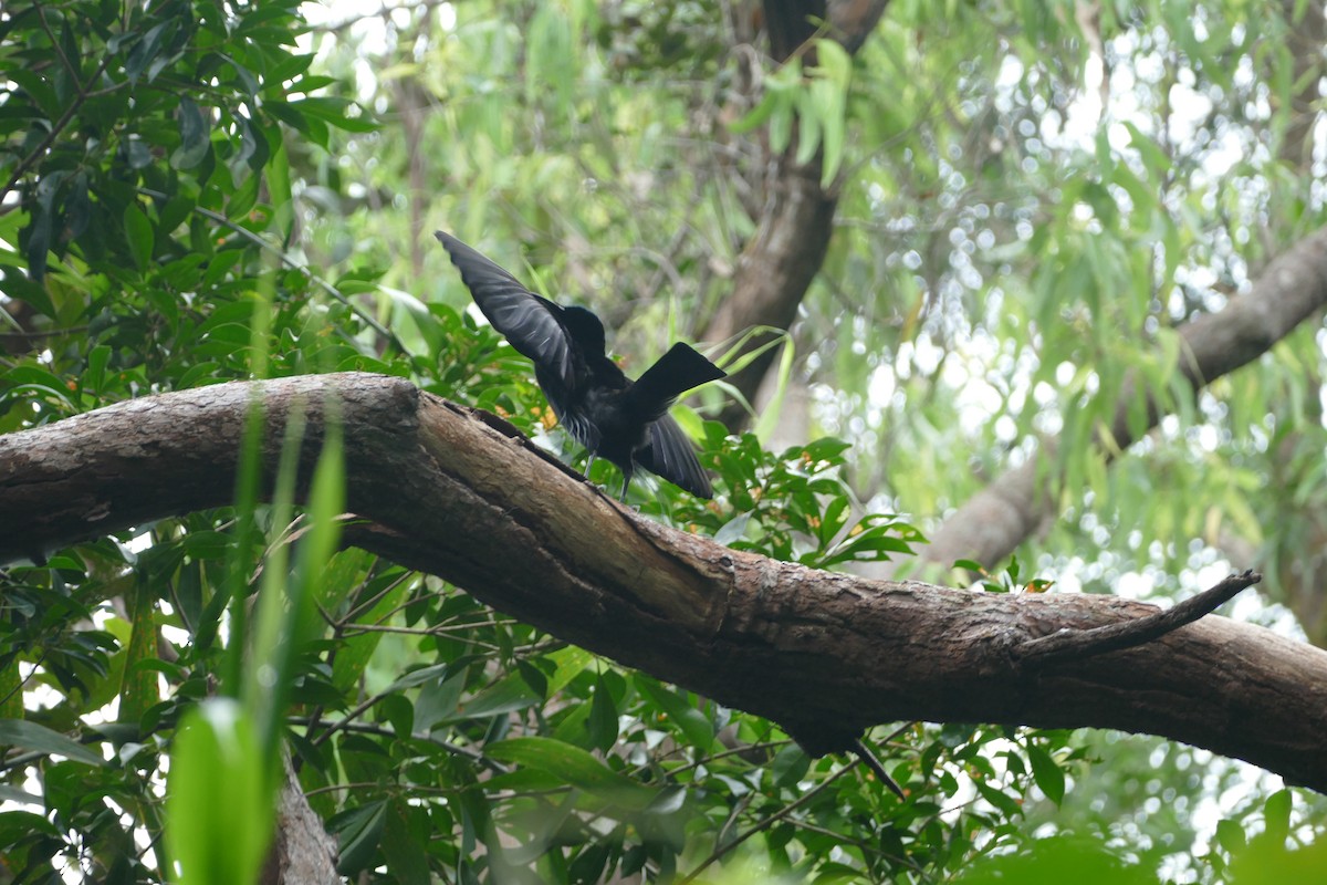 Magnificent Riflebird - ML352805461