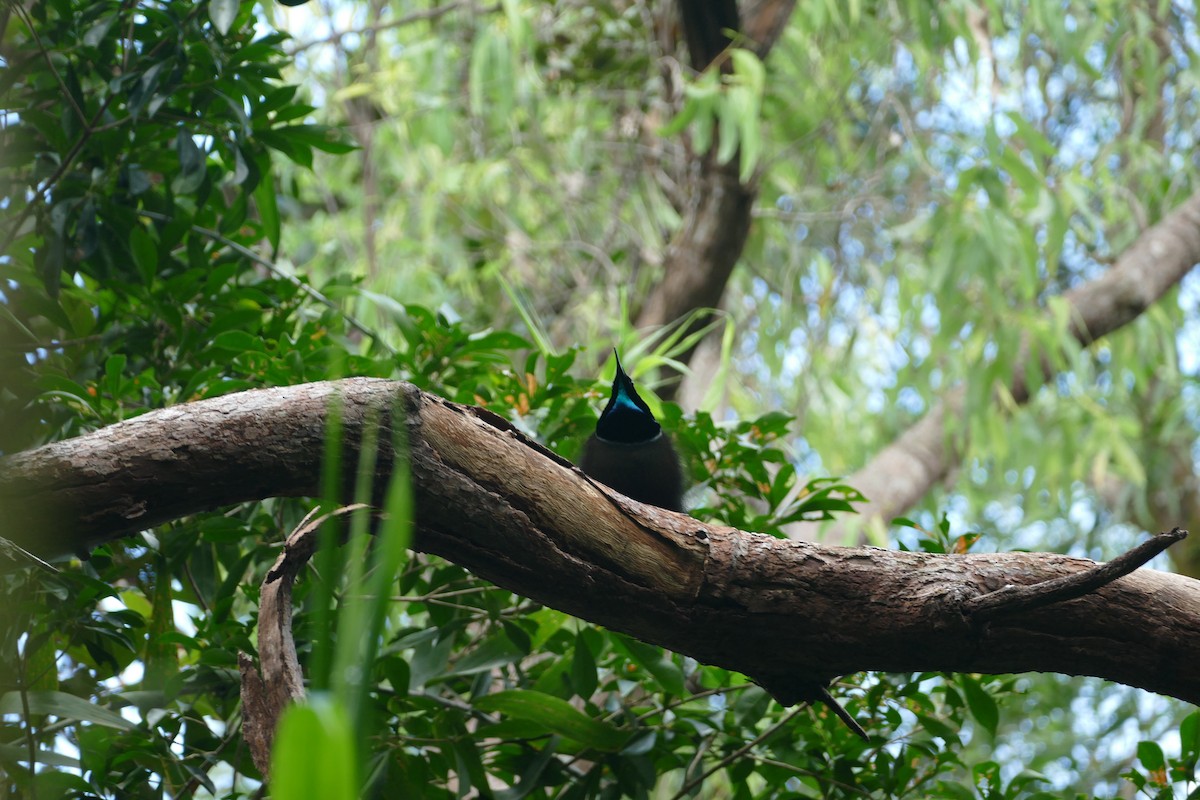 Magnificent Riflebird - ML352805481