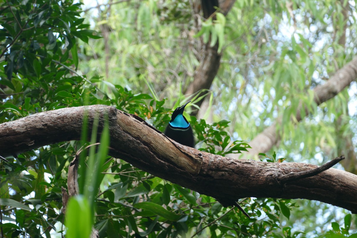 Magnificent Riflebird - ML352805491