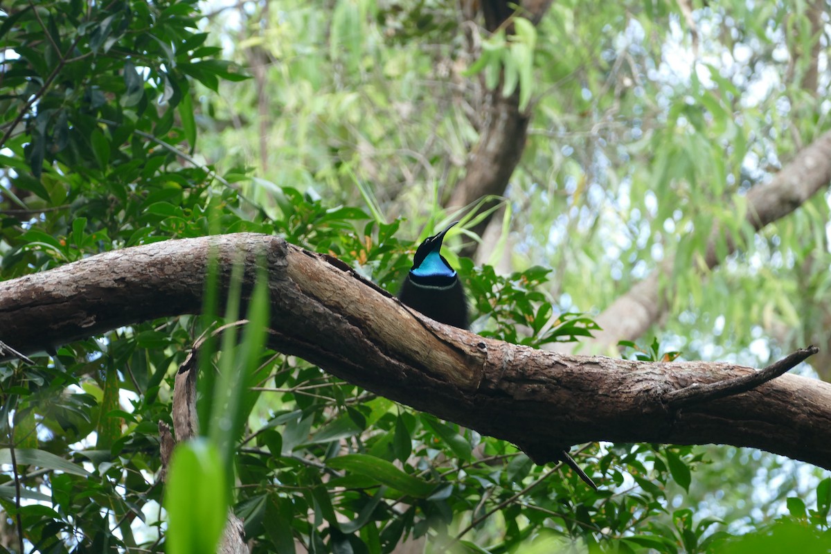 Magnificent Riflebird - ML352805511