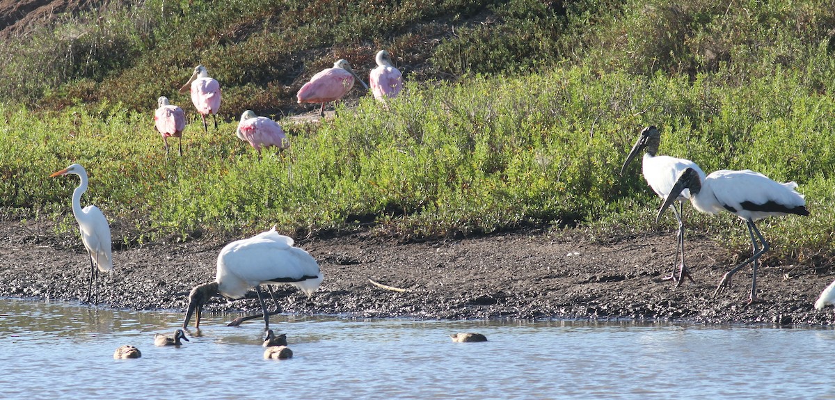 Roseate Spoonbill - ML35280561