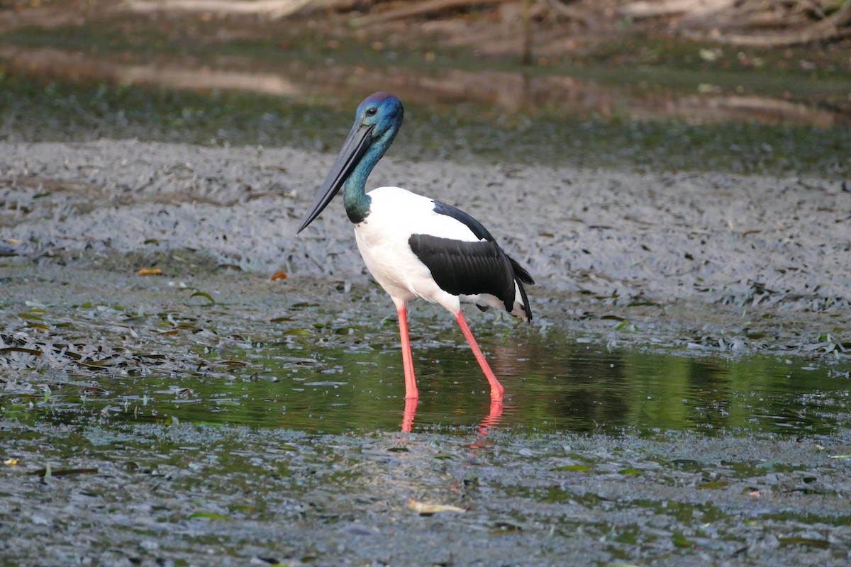 Black-necked Stork - ML352805911