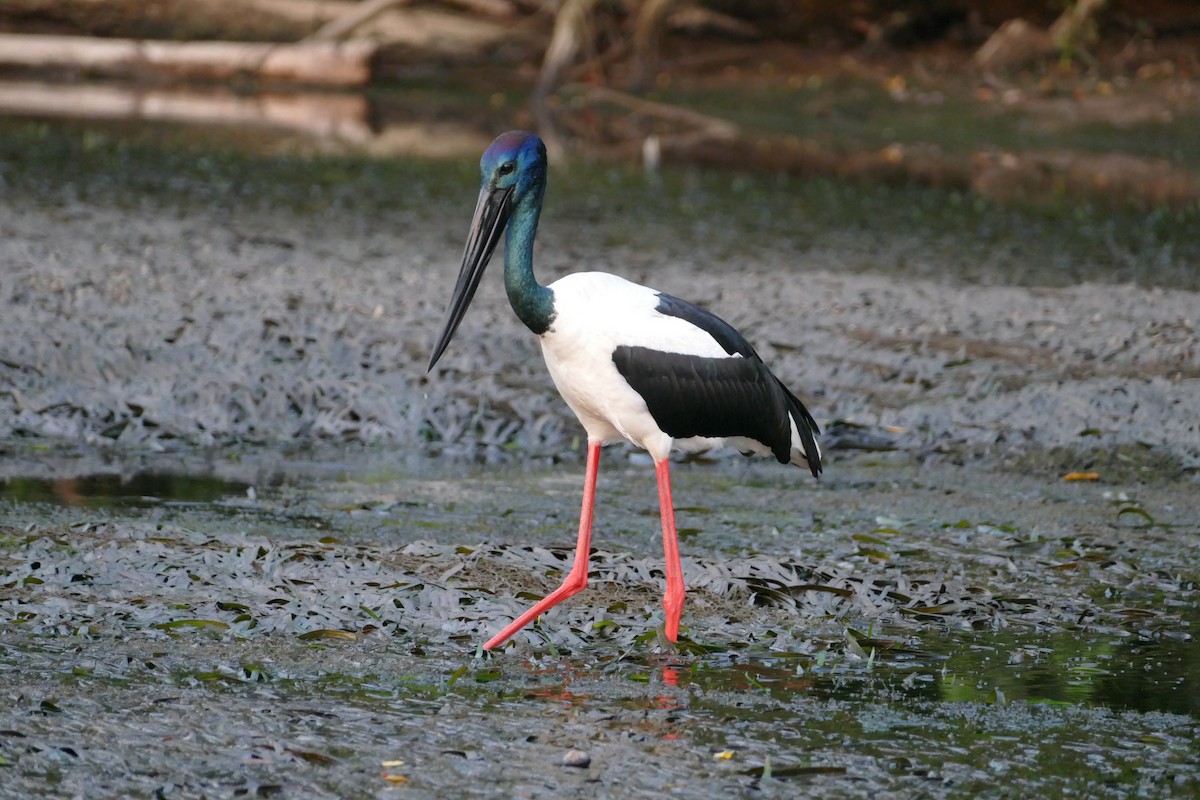 Black-necked Stork - ML352805931