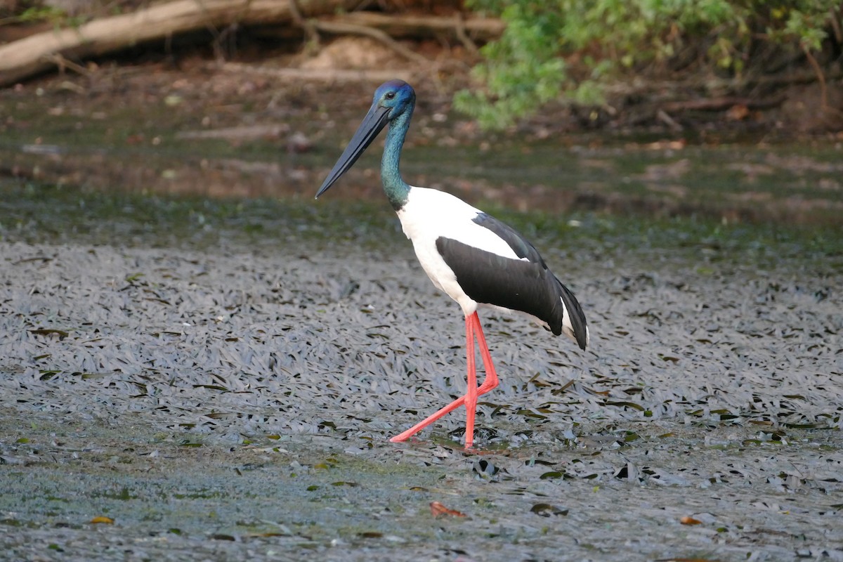 Black-necked Stork - ML352805941