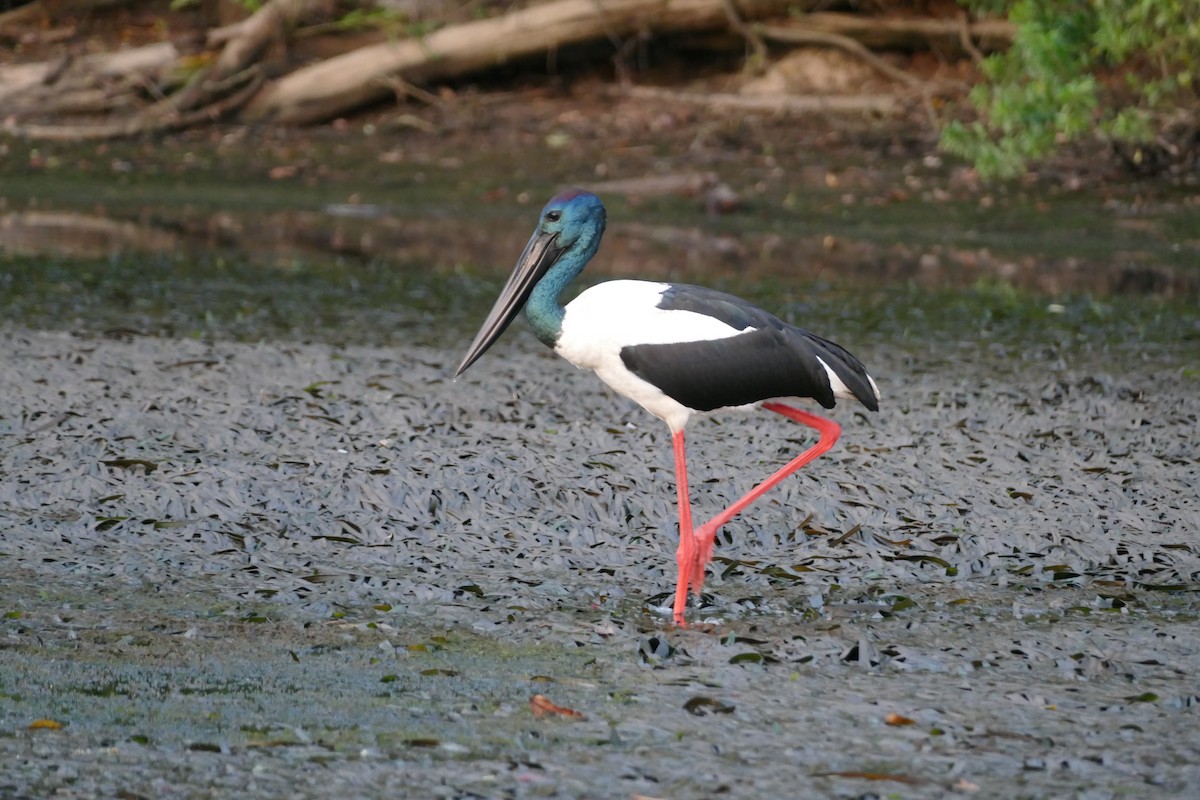 Black-necked Stork - ML352805951