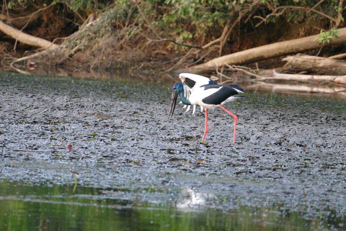 Black-necked Stork - ML352806041