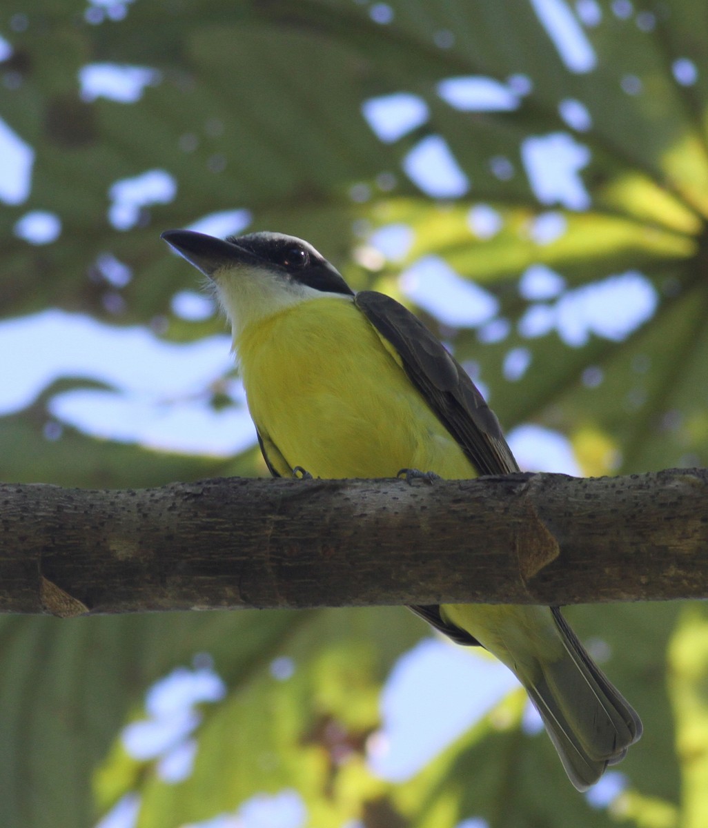 Boat-billed Flycatcher - ML35280641