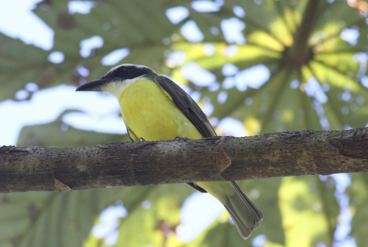 Boat-billed Flycatcher - ML35280671