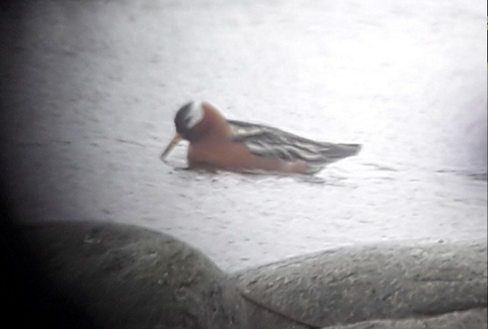 Red Phalarope - ML352807011