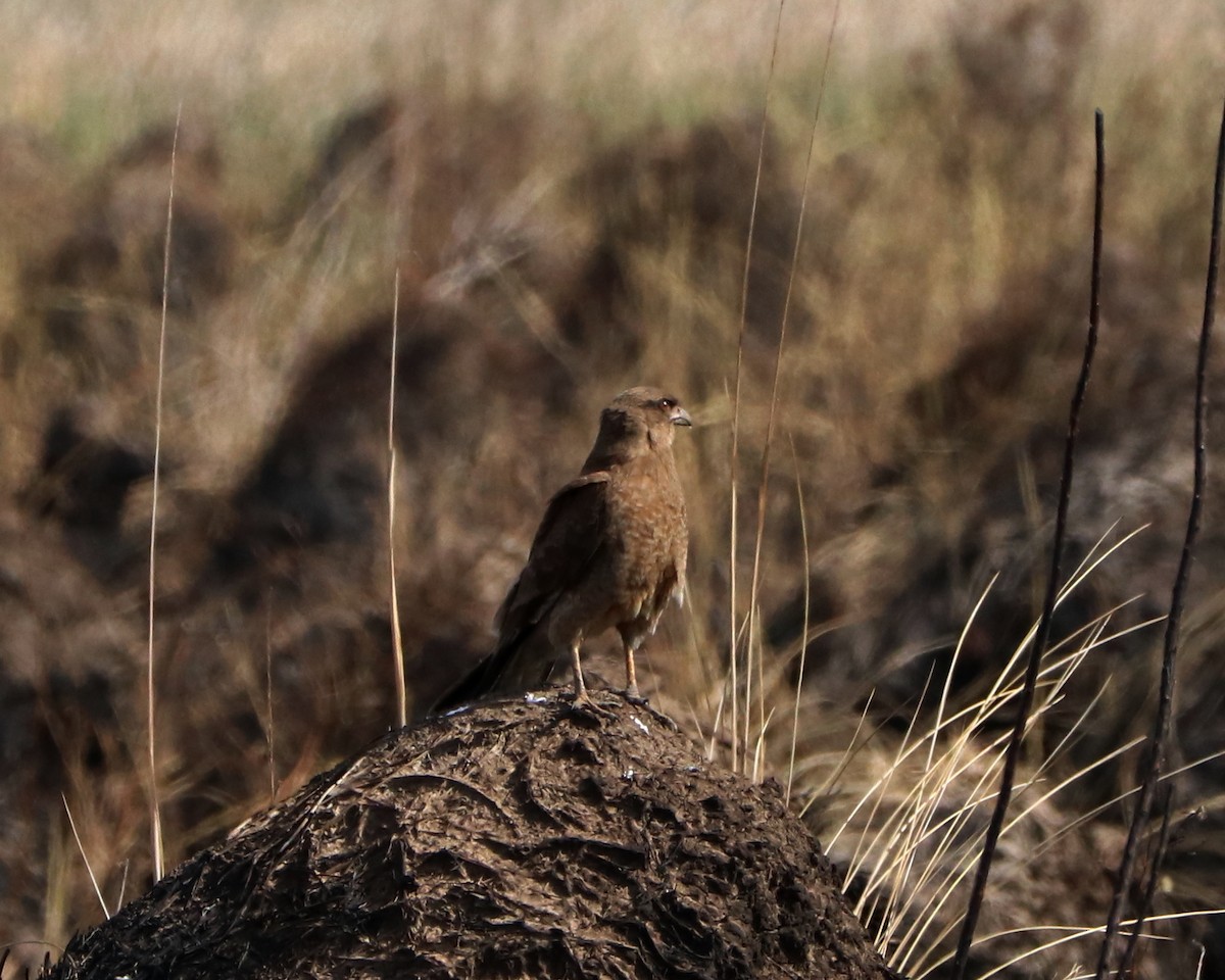 Chimango Caracara - ML352807171