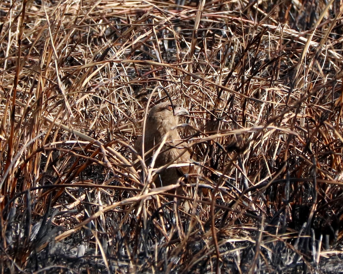 Chimango Caracara - ML352807211