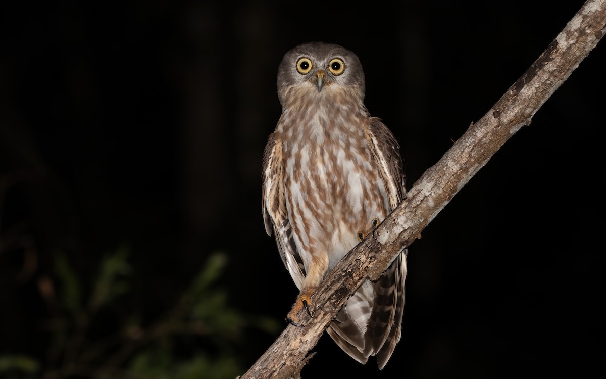 Barking Owl - ML352807481