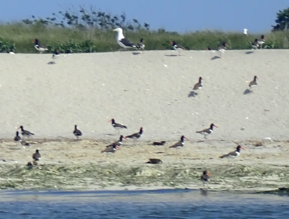 American Oystercatcher - ML352809171