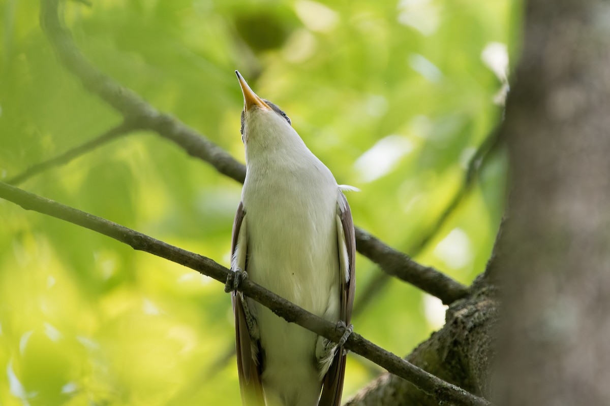 Yellow-billed Cuckoo - ML352810491