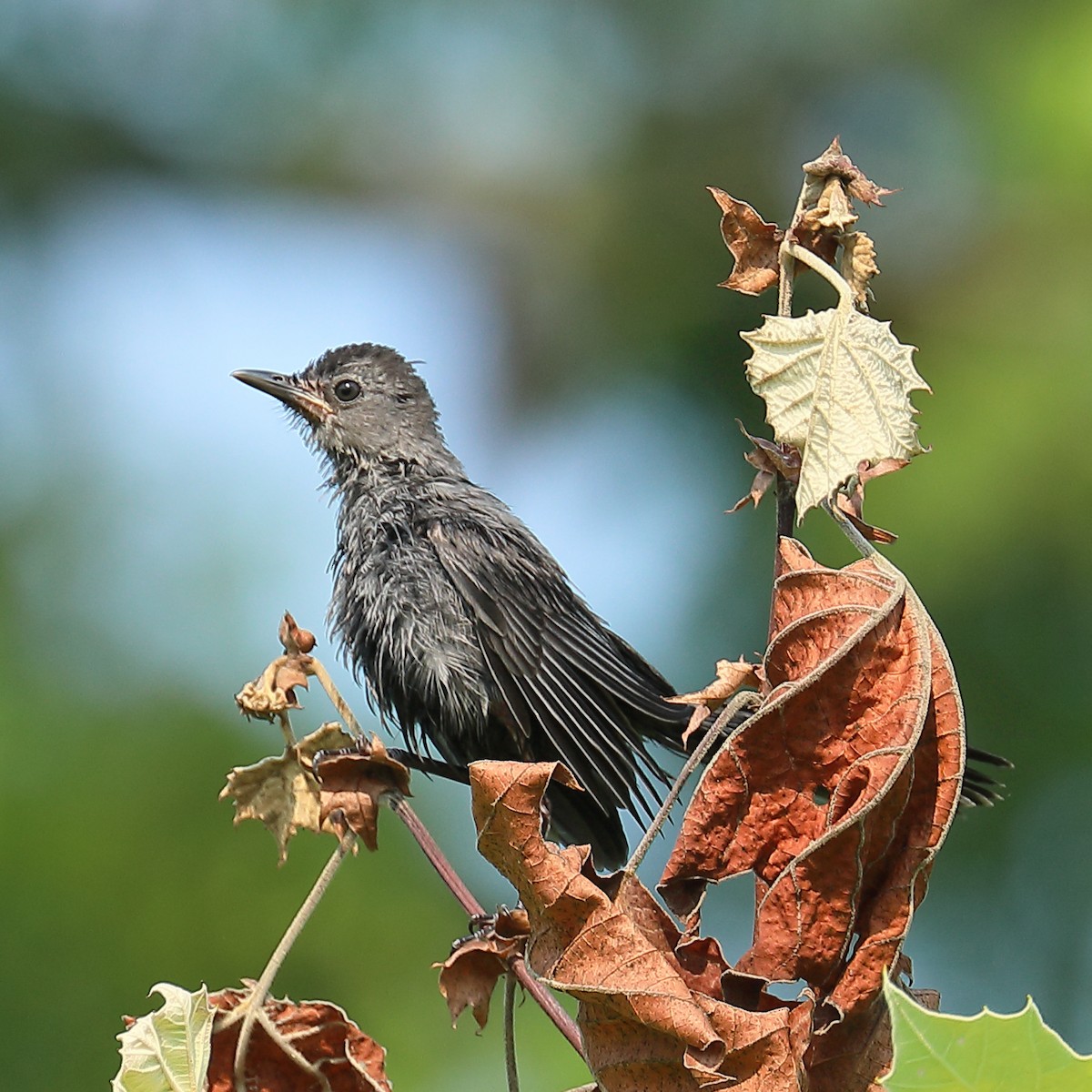 Pájaro Gato Gris - ML352811111