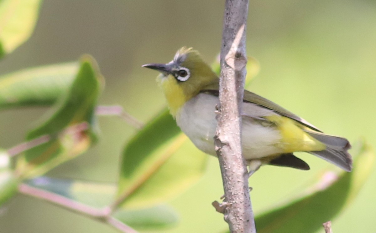 Swinhoe's White-eye - Gary Leavens