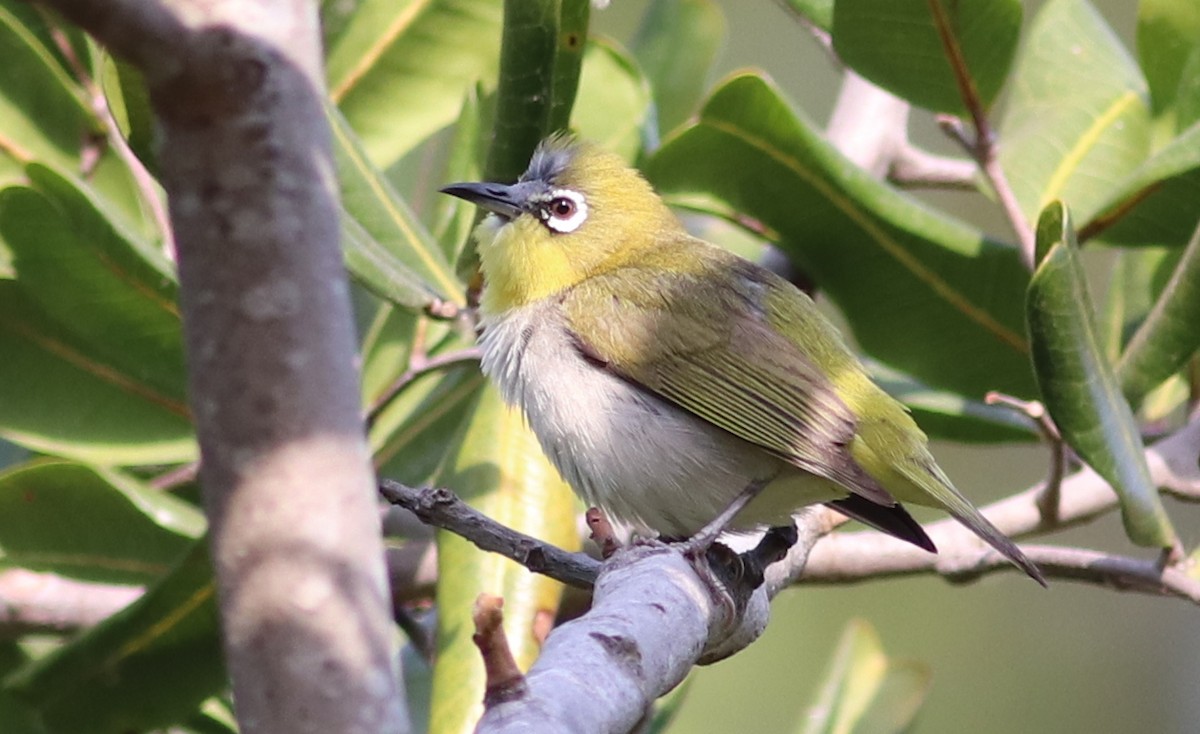 Swinhoe's White-eye - Gary Leavens