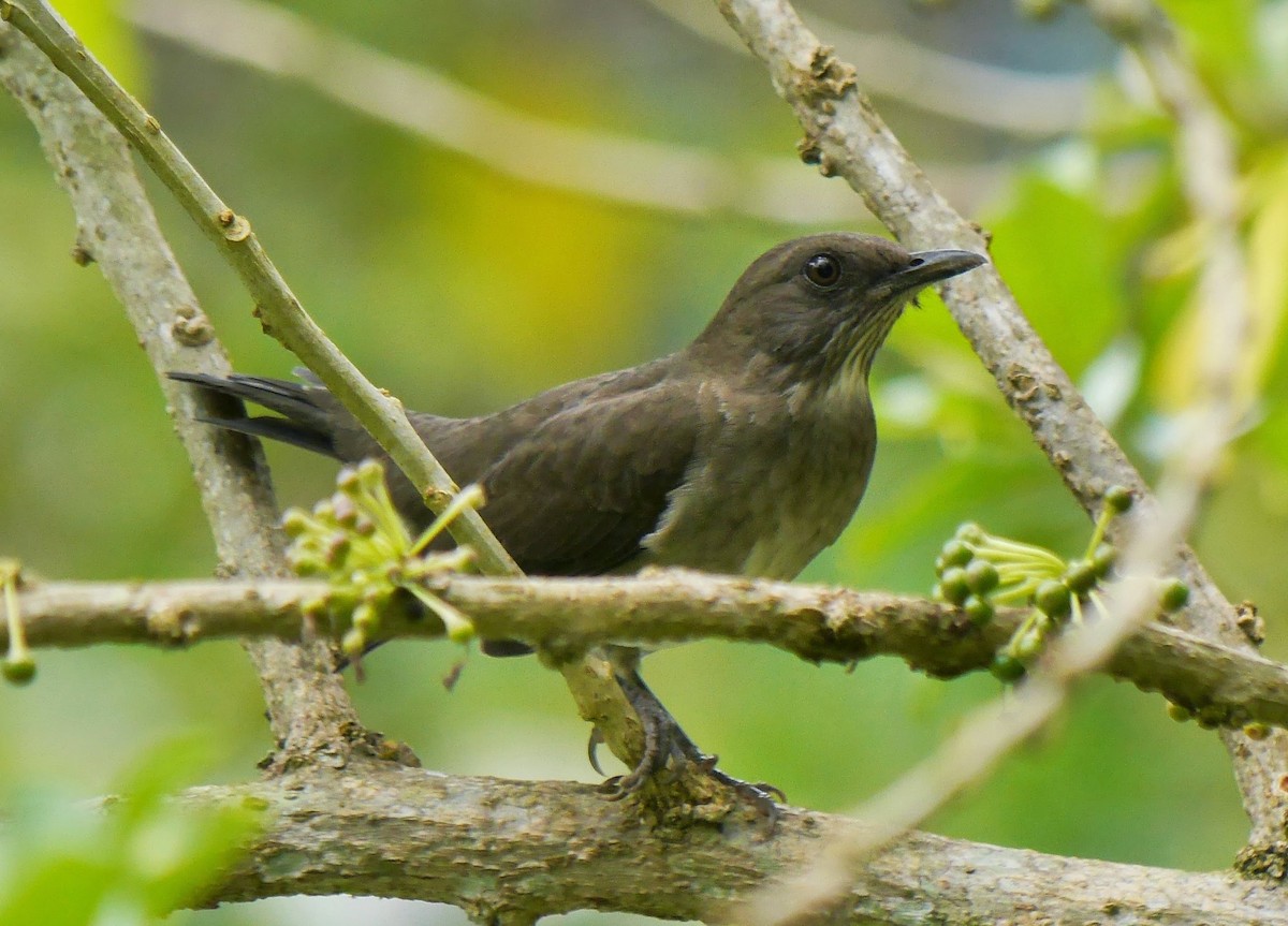 Black-billed Thrush - David Diller