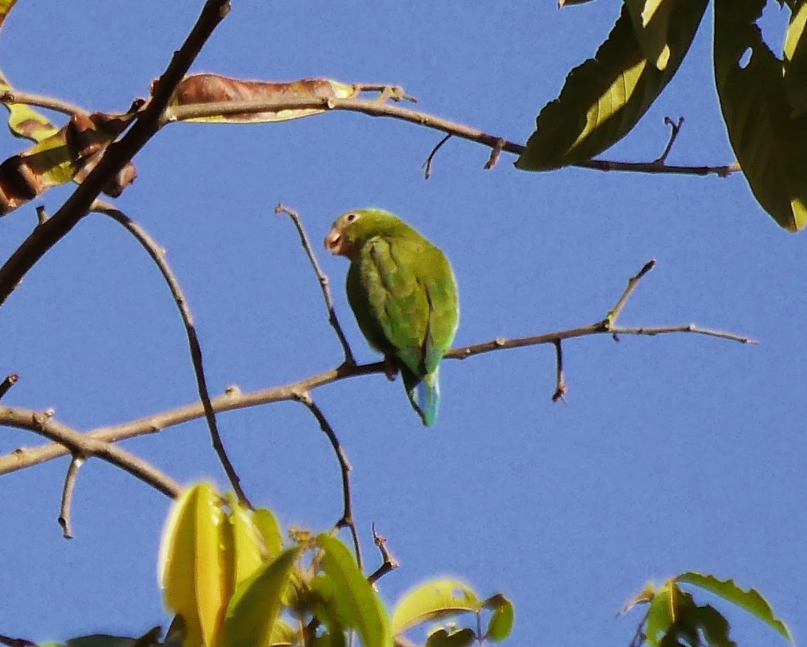 Cobalt-winged Parakeet - ML352812681