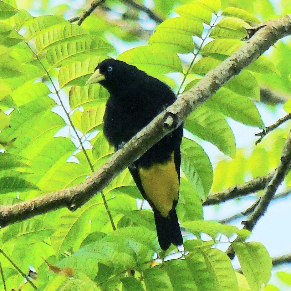 Yellow-rumped Cacique - David Diller