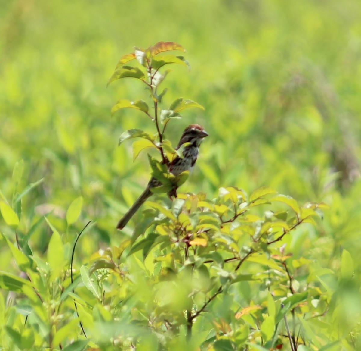 Song Sparrow - ML352812831