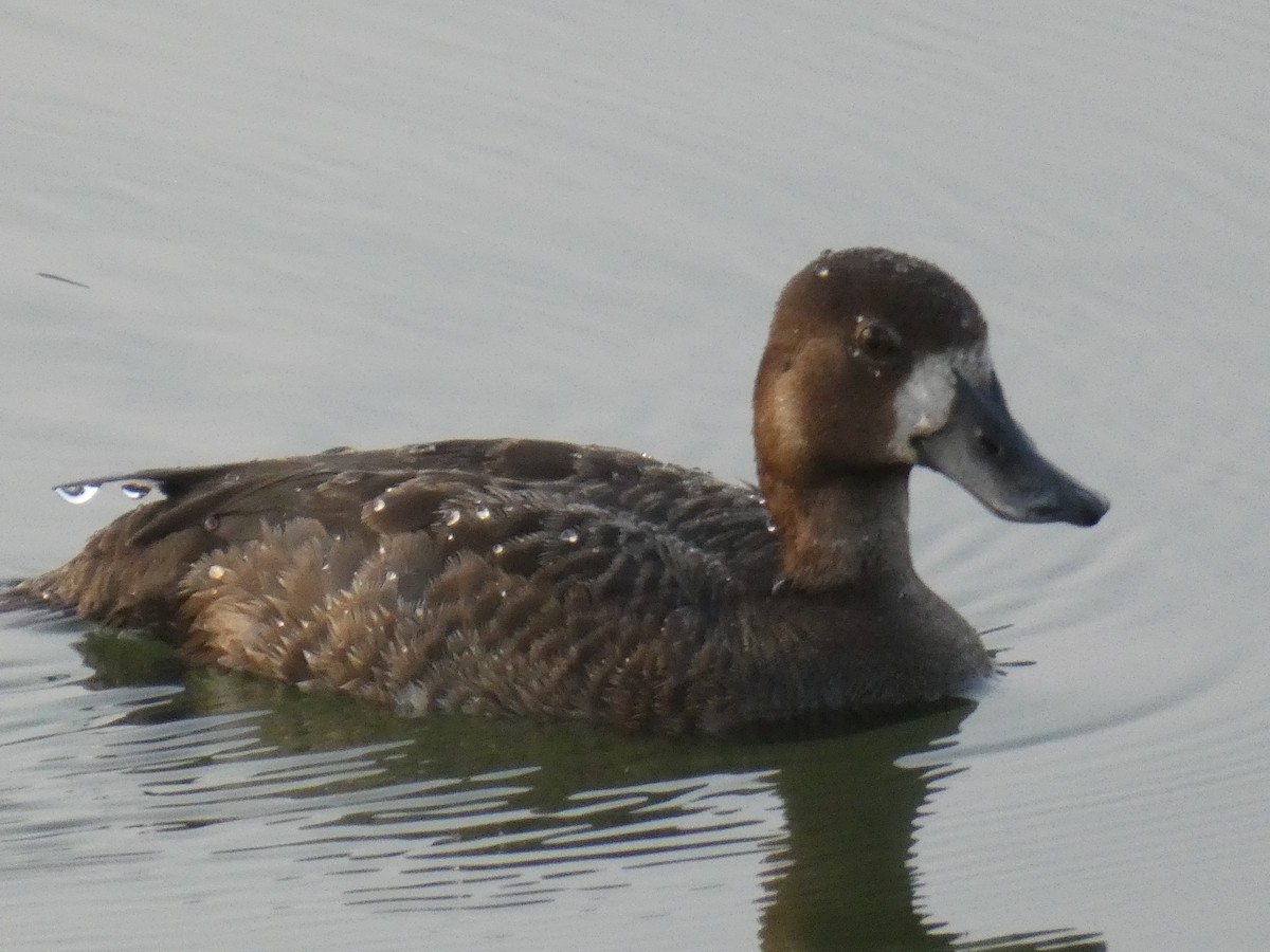 Lesser Scaup - ML352812951