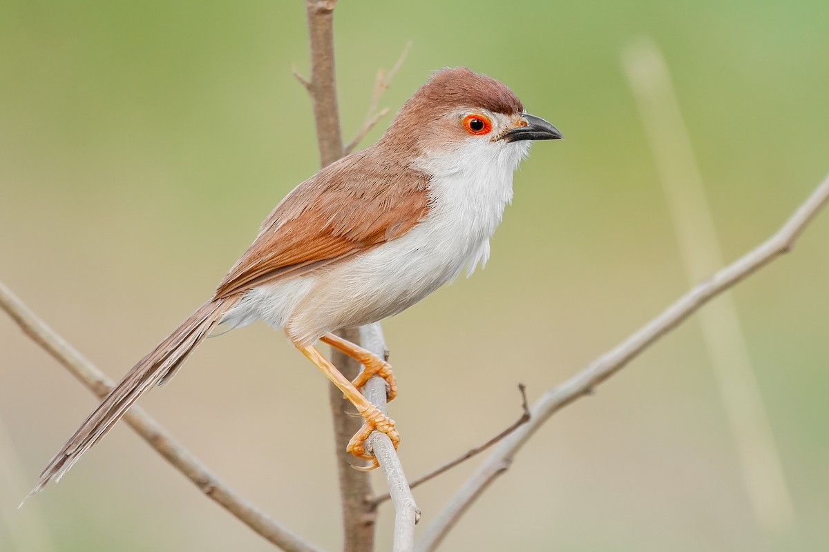 Yellow-eyed Babbler - ML352814991
