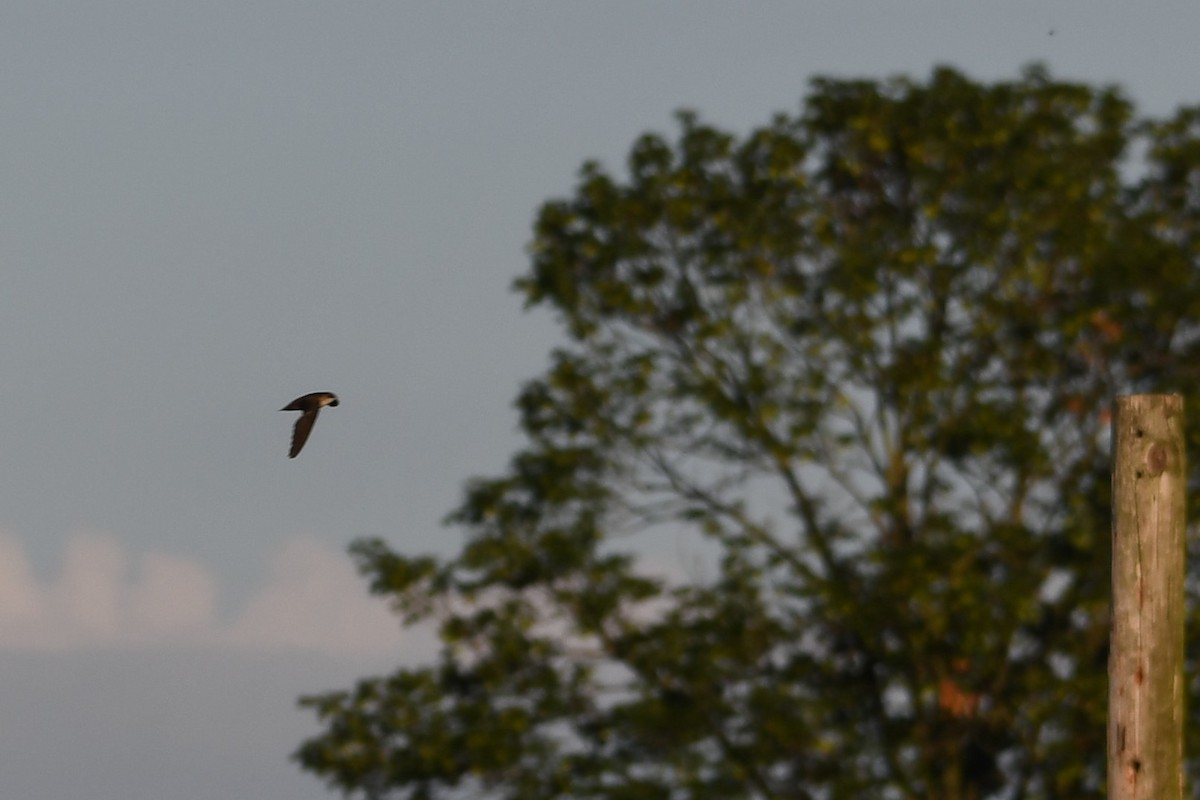 Chimney Swift - Paul Nale