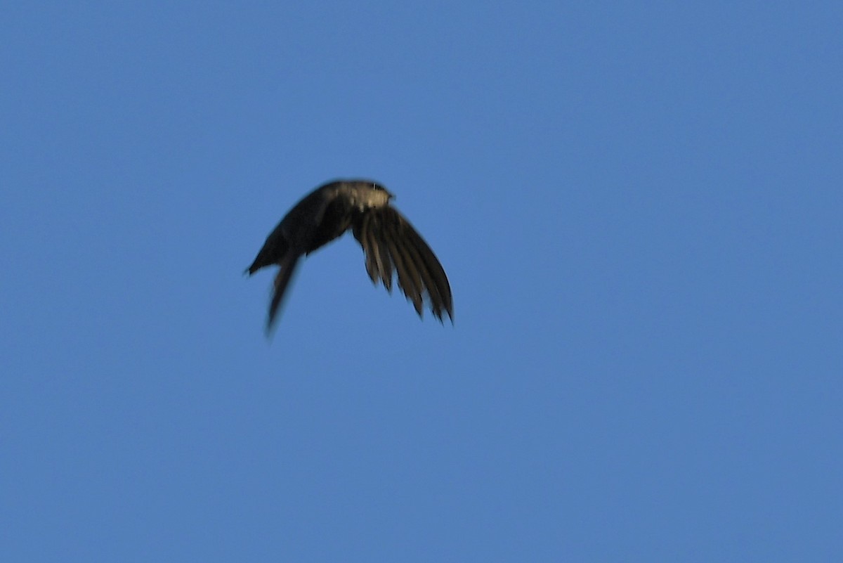 Chimney Swift - ML352815211