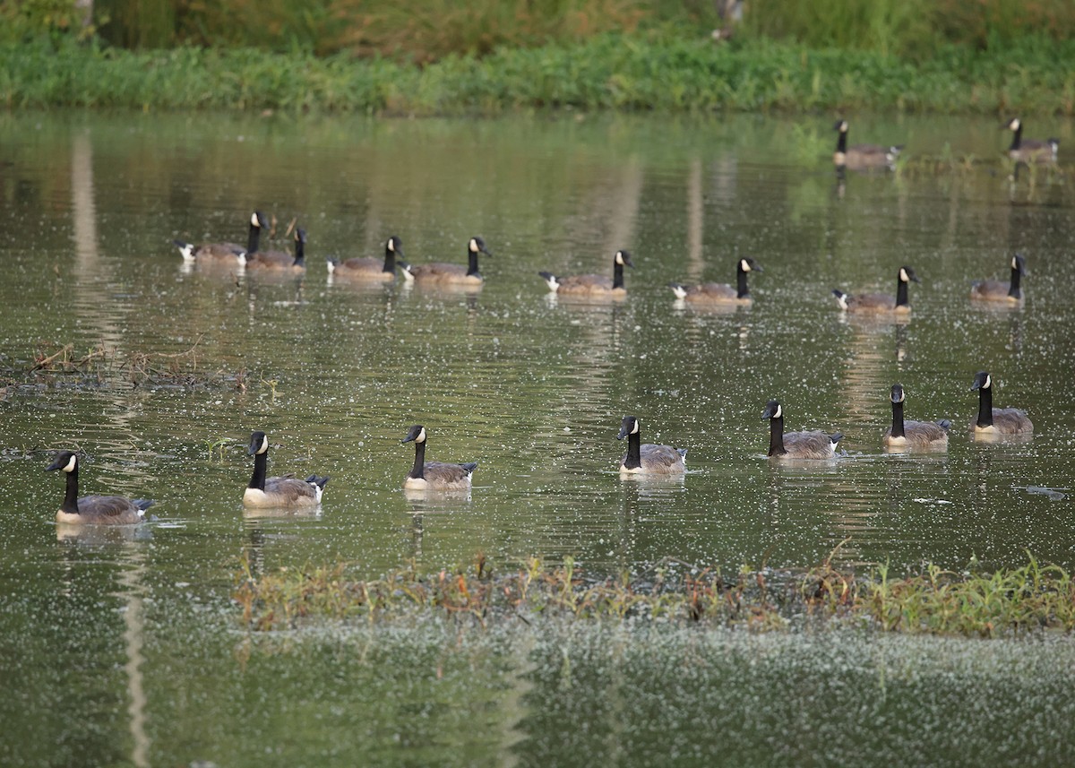 Canada Goose - ML352816441