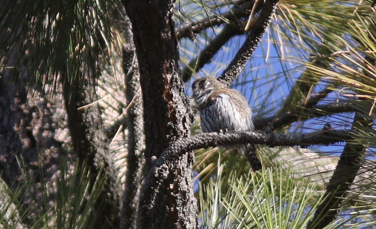 Northern Pygmy-Owl - ML352816811