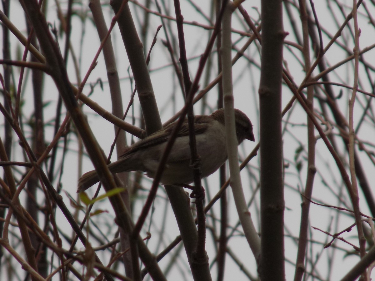 Moineau domestique - ML35281941